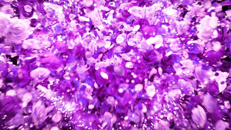 Purple Roses Stream Transition OBS Stinger