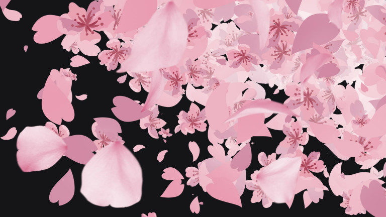 Pink Sakura Cherry Blossom Stream Transition