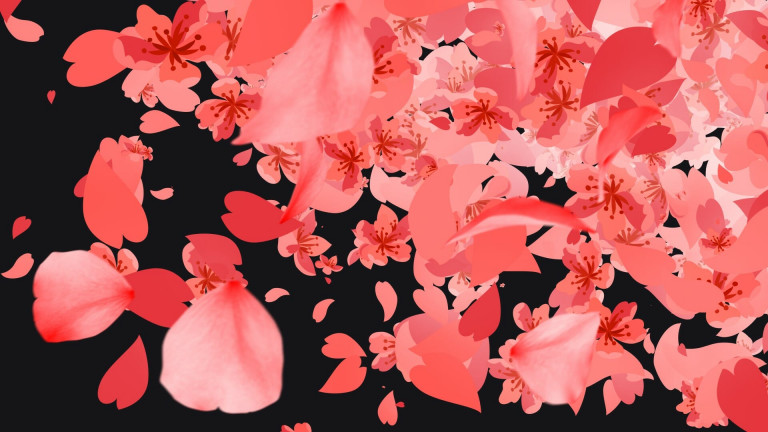 Red Sakura Cherry Blossom Stream Transition